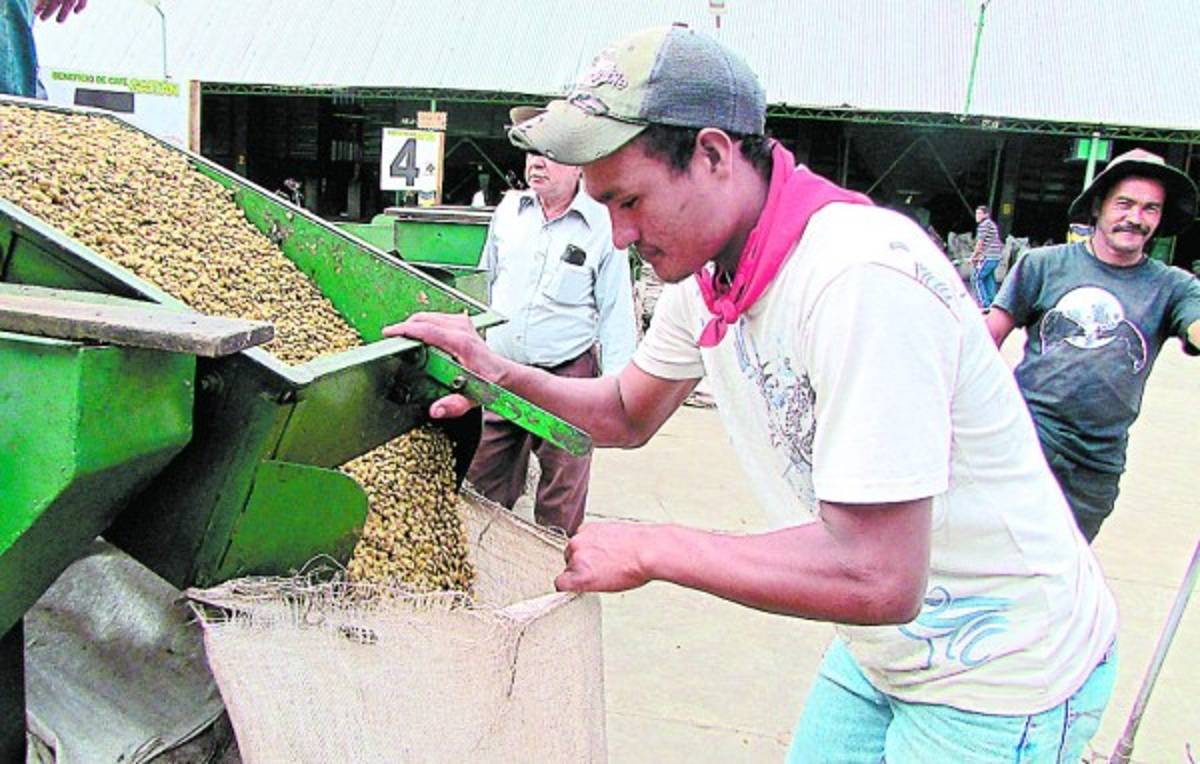 Denuncian contrabando de café hacia Nicaragua