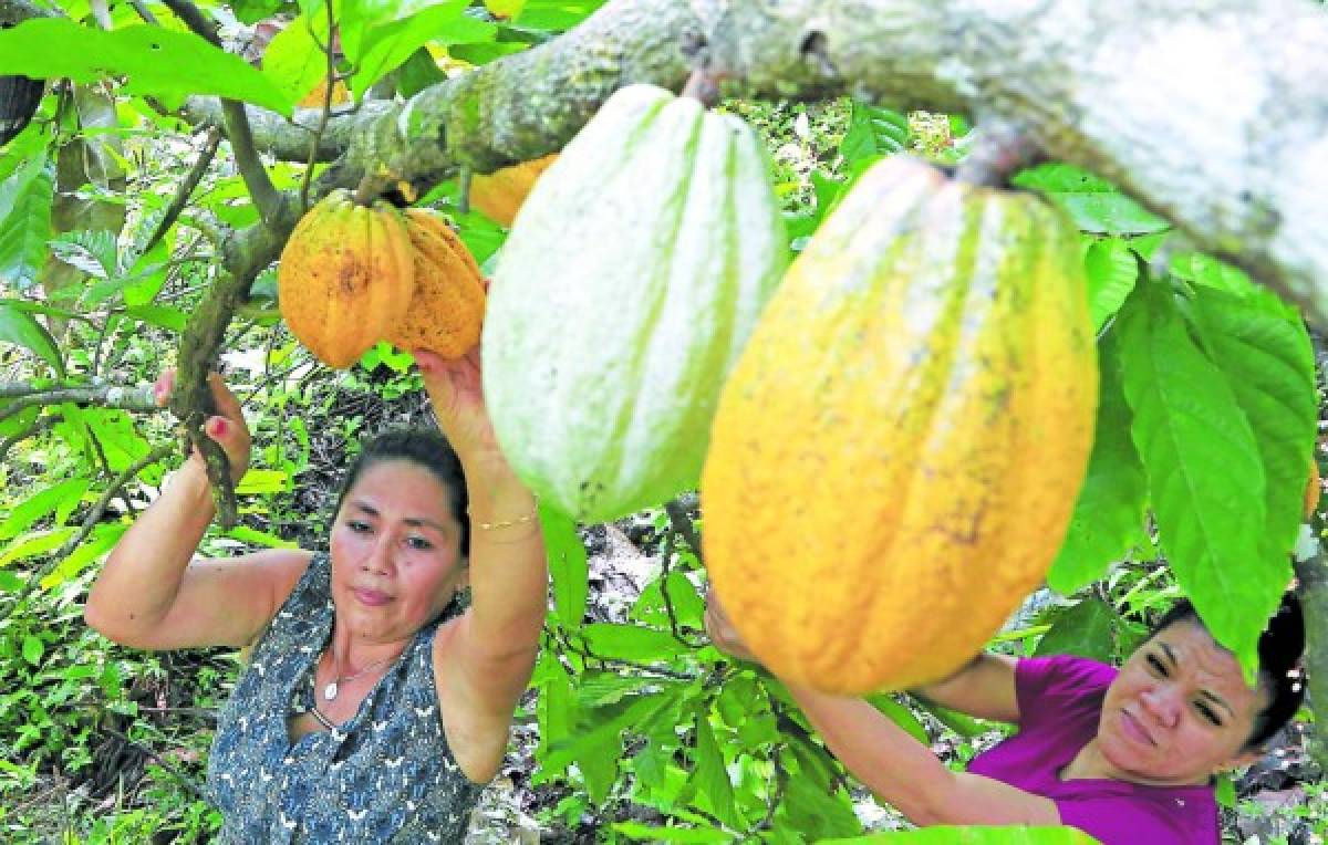 Cacao, manjar de dioses de Honduras para el mundo
