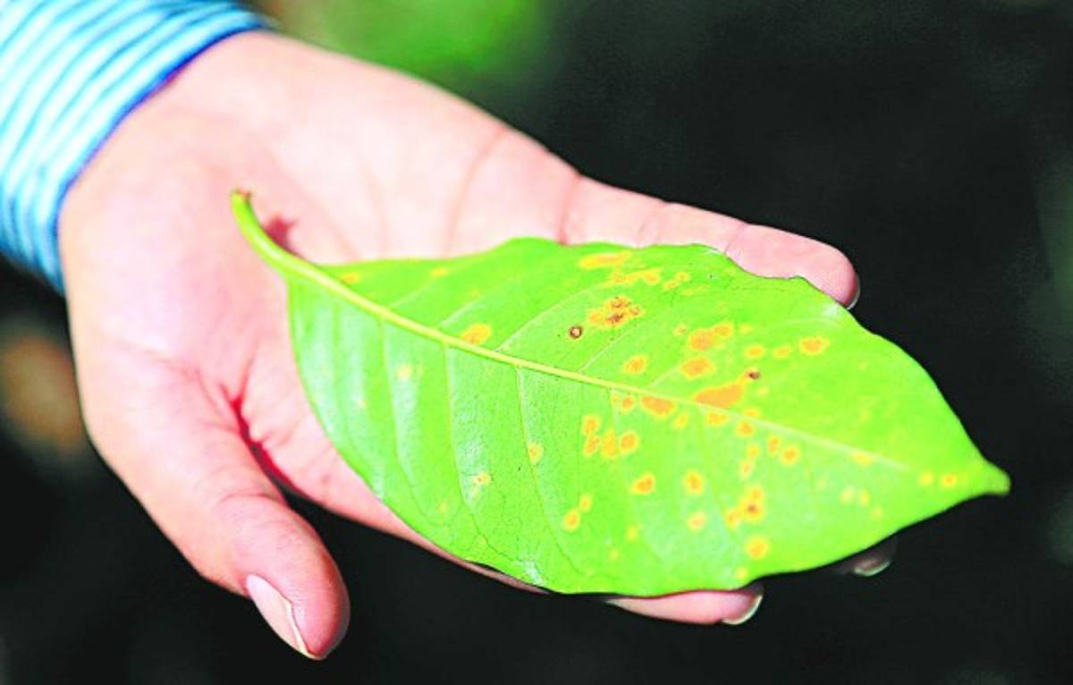 Honduras: Los daños de la roya en la caficultura se conocerán en un mes
