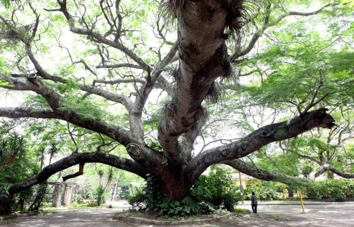 Históricos árboles, testigos del tiempo en la capital