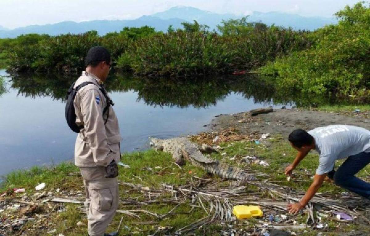 Honduras: Liberan cocodrilo que había sido rescatado en un sector de Omoa