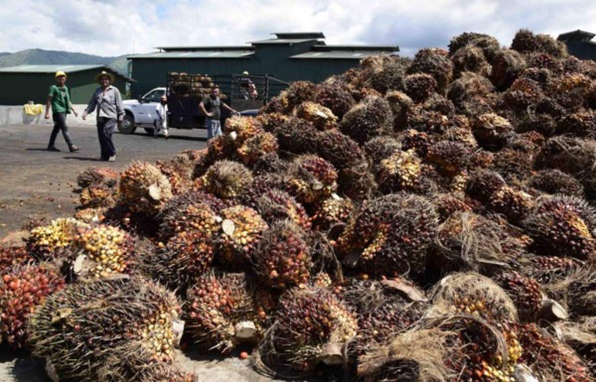 MUCA y MARCA amenazan otra vez con crisis en Aguán