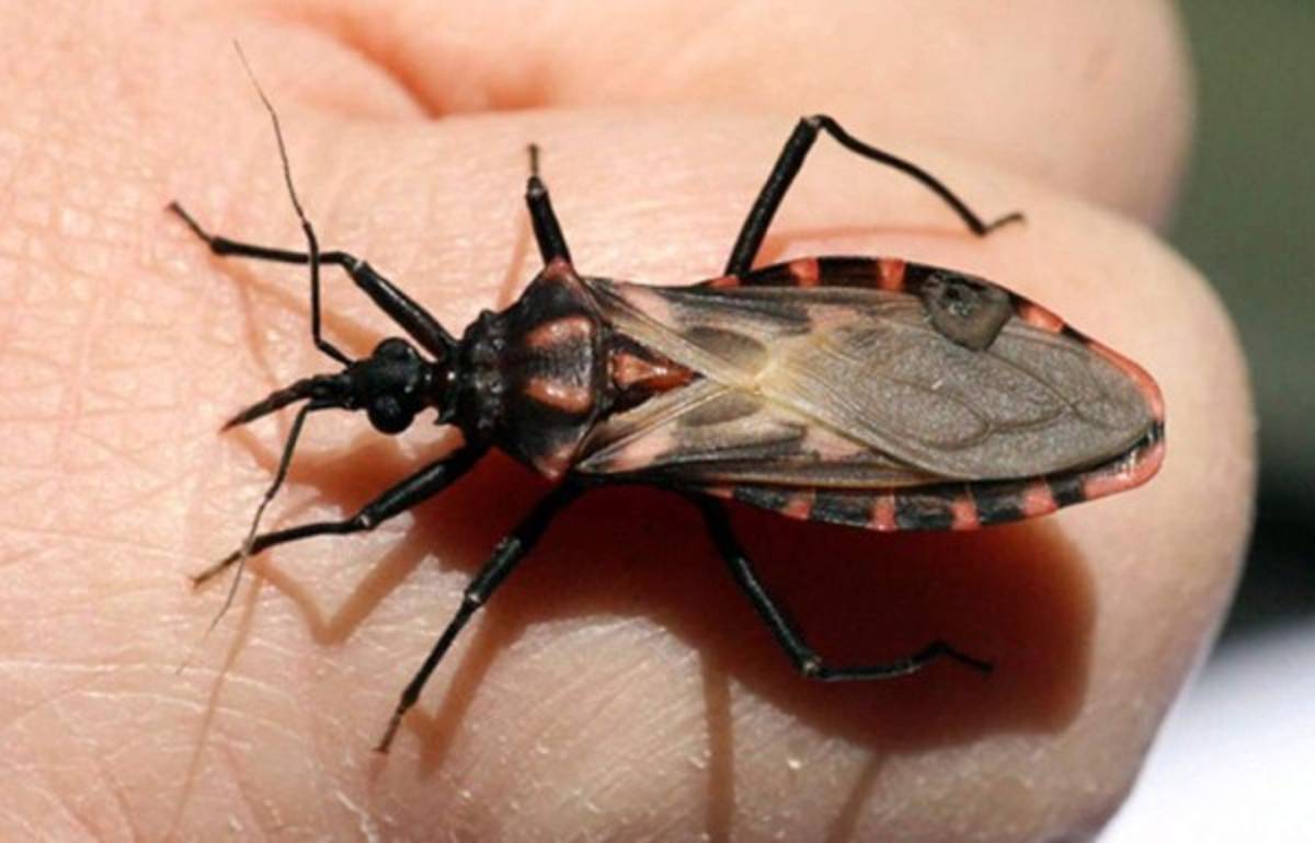 Salud reporta un caso de enfermedad de chagas en la capital