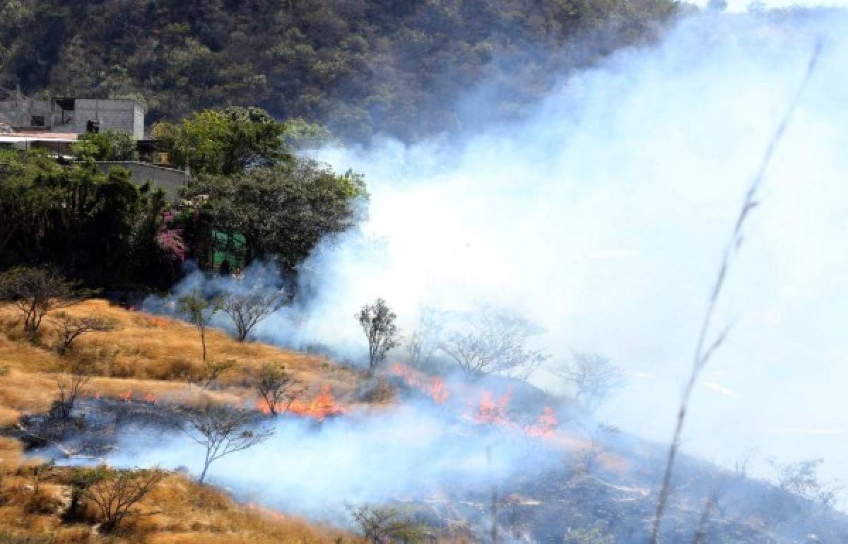 Incendios generan daños en 128 hectáreas de bosque