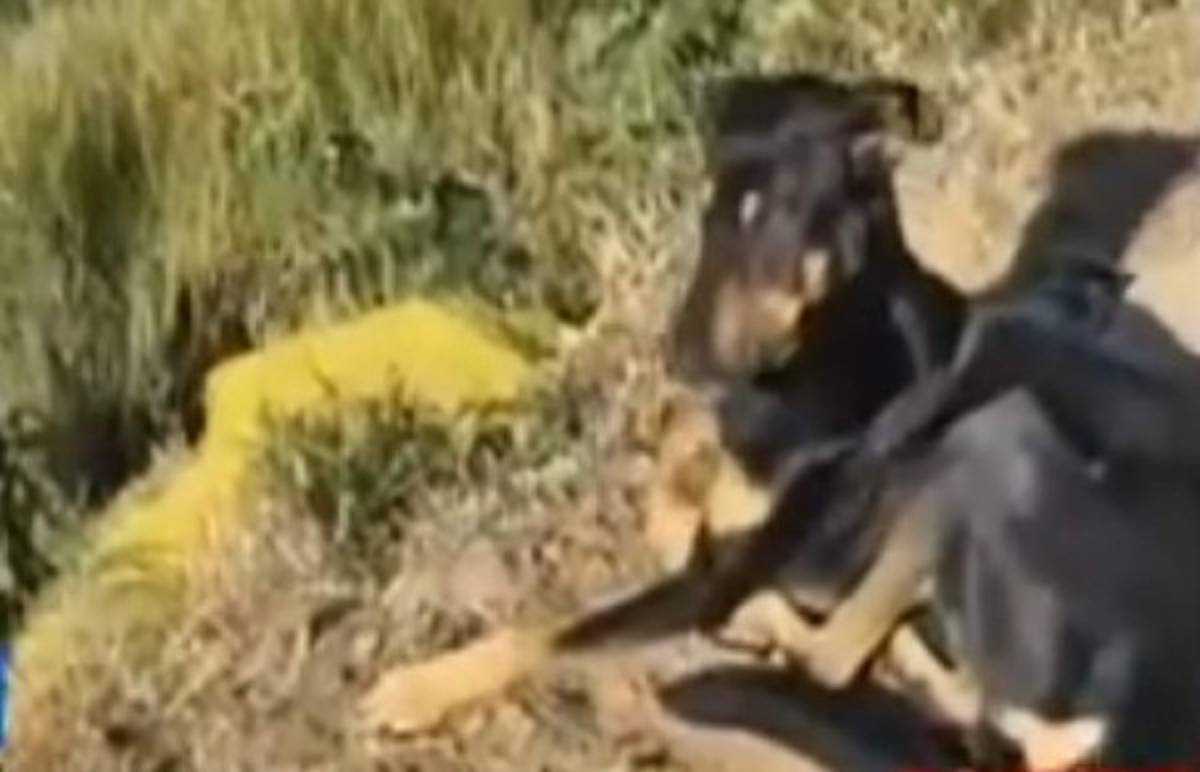 Matan a joven que había sido raptado y es hallado junto a su perro