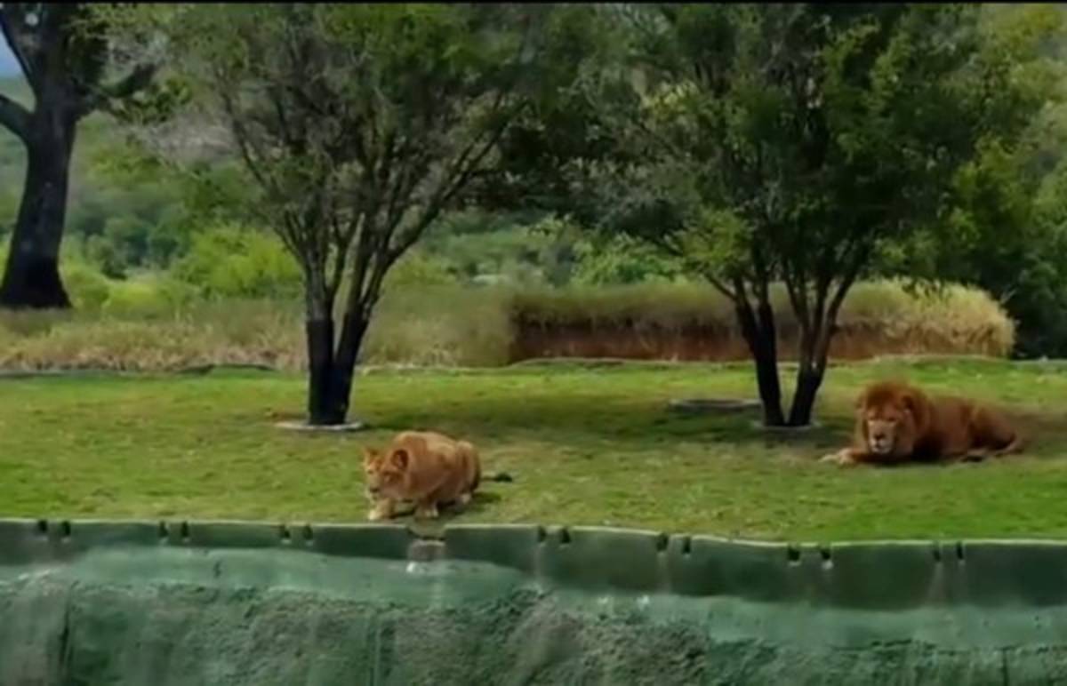 México: Leona salta para atacar a turistas y cayó en un profundo agujero
