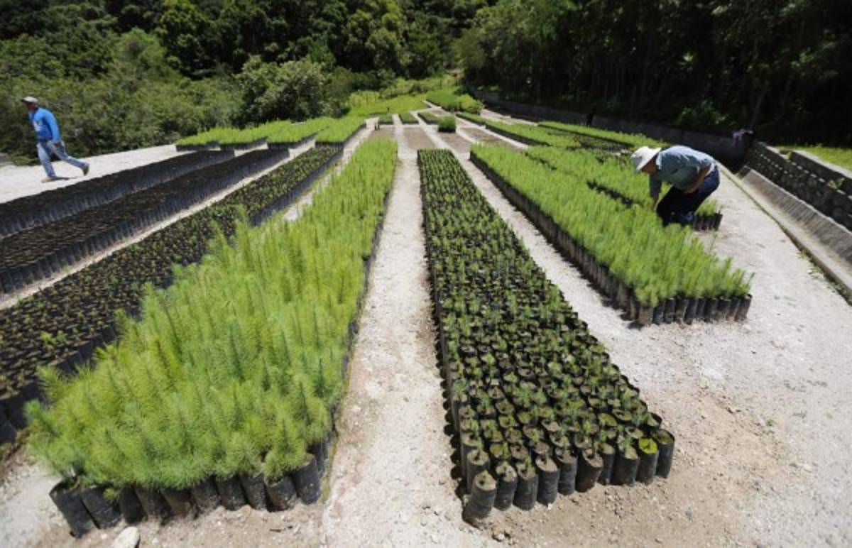 La Comisión Especial de Seguimiento tiene un ambicioso programa de reforestación en la zona recuperada.