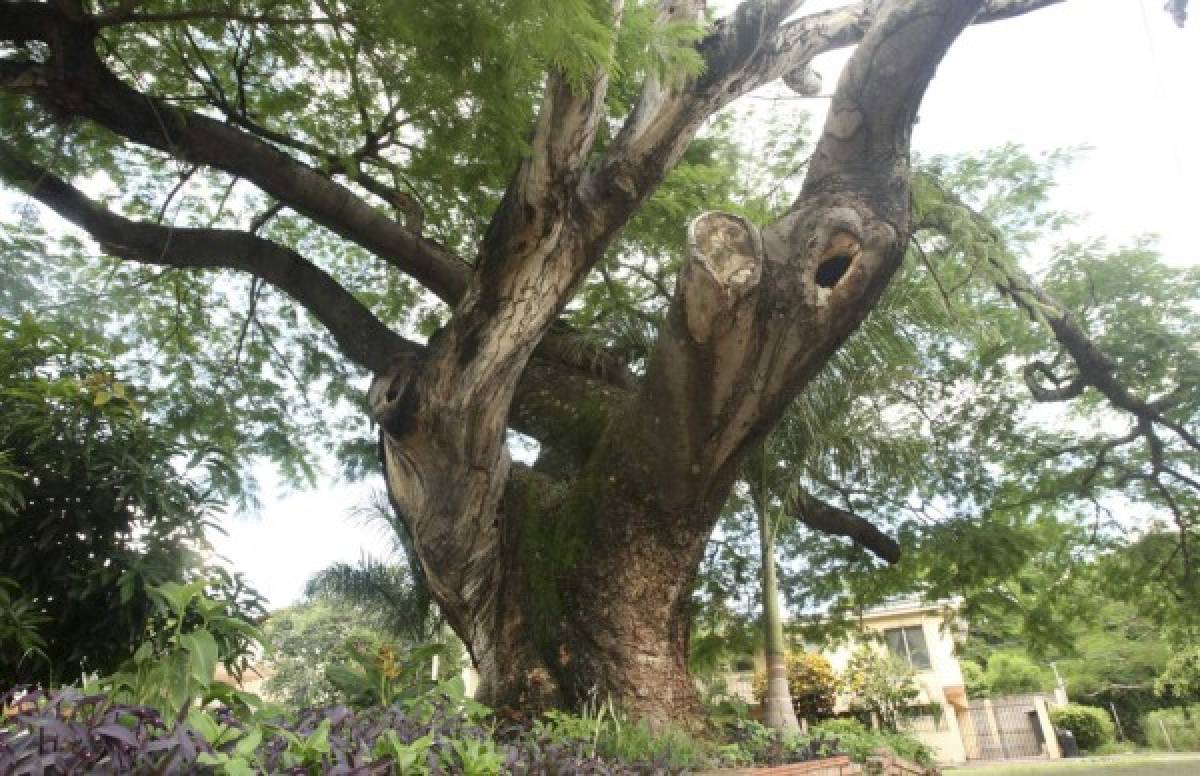 Históricos árboles, testigos del tiempo en la capital