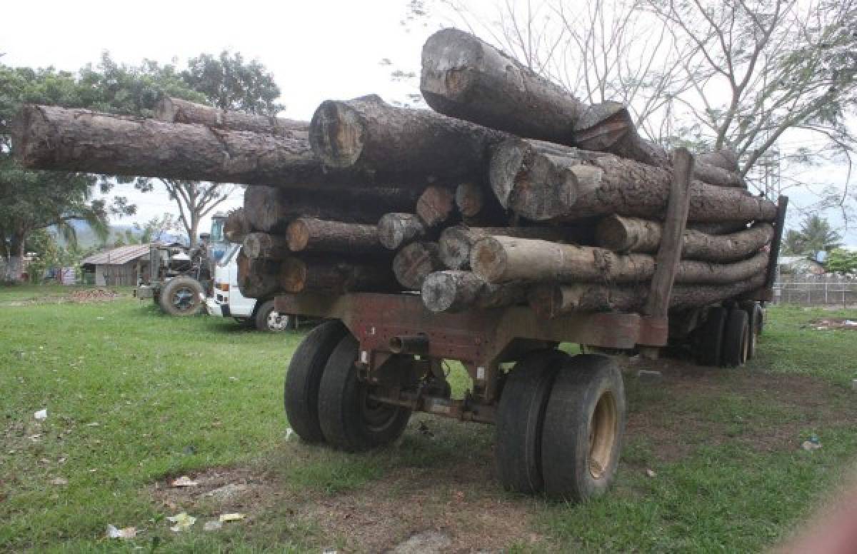 El pino y el roble, los más afectados por tala ilegal en 2019
