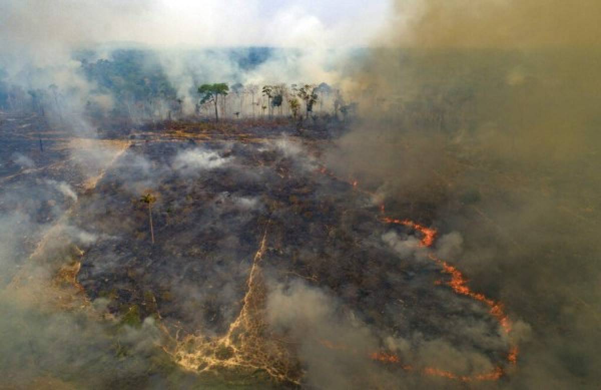 Se incendia parque con gran población de jaguares en Brasil