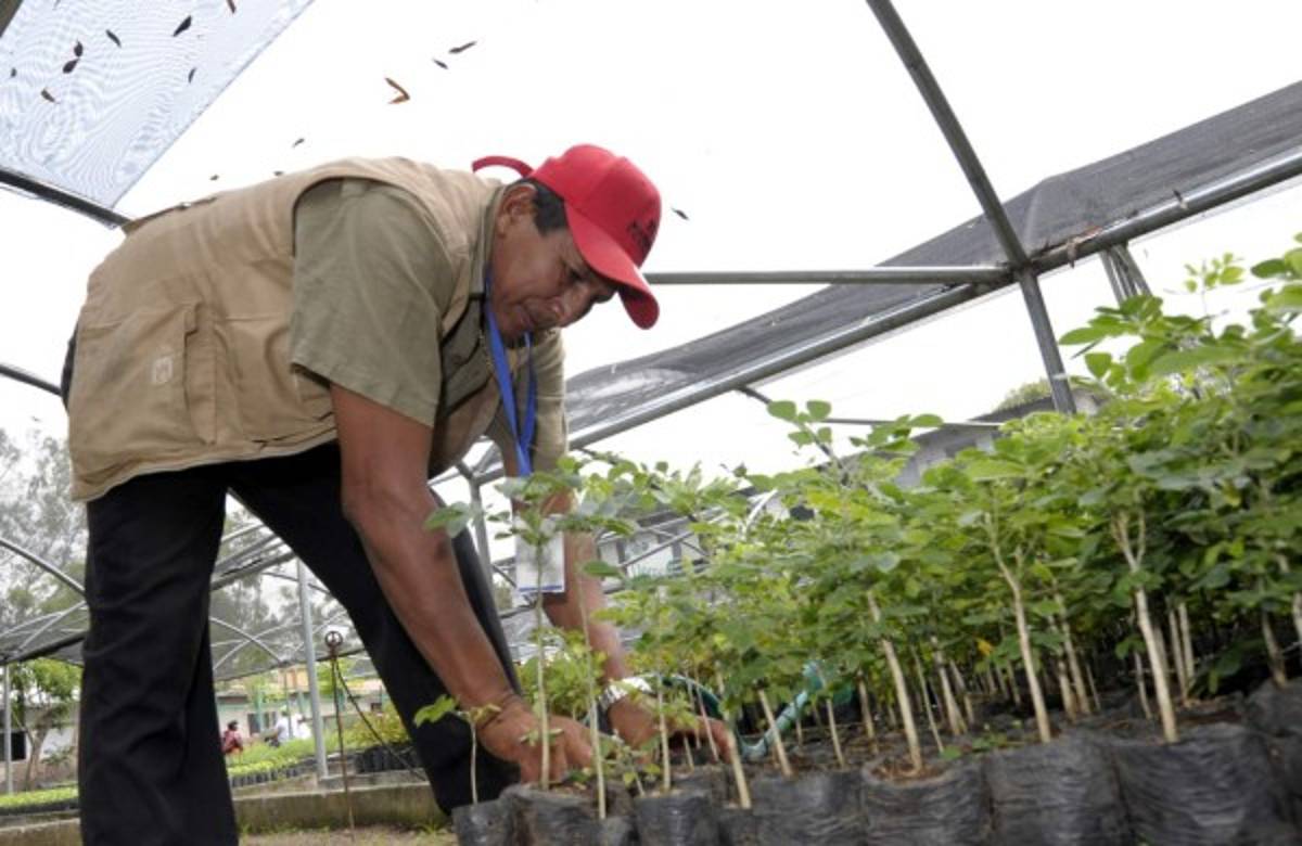 Don Ceferino, el jardinero que le habla a las plantas