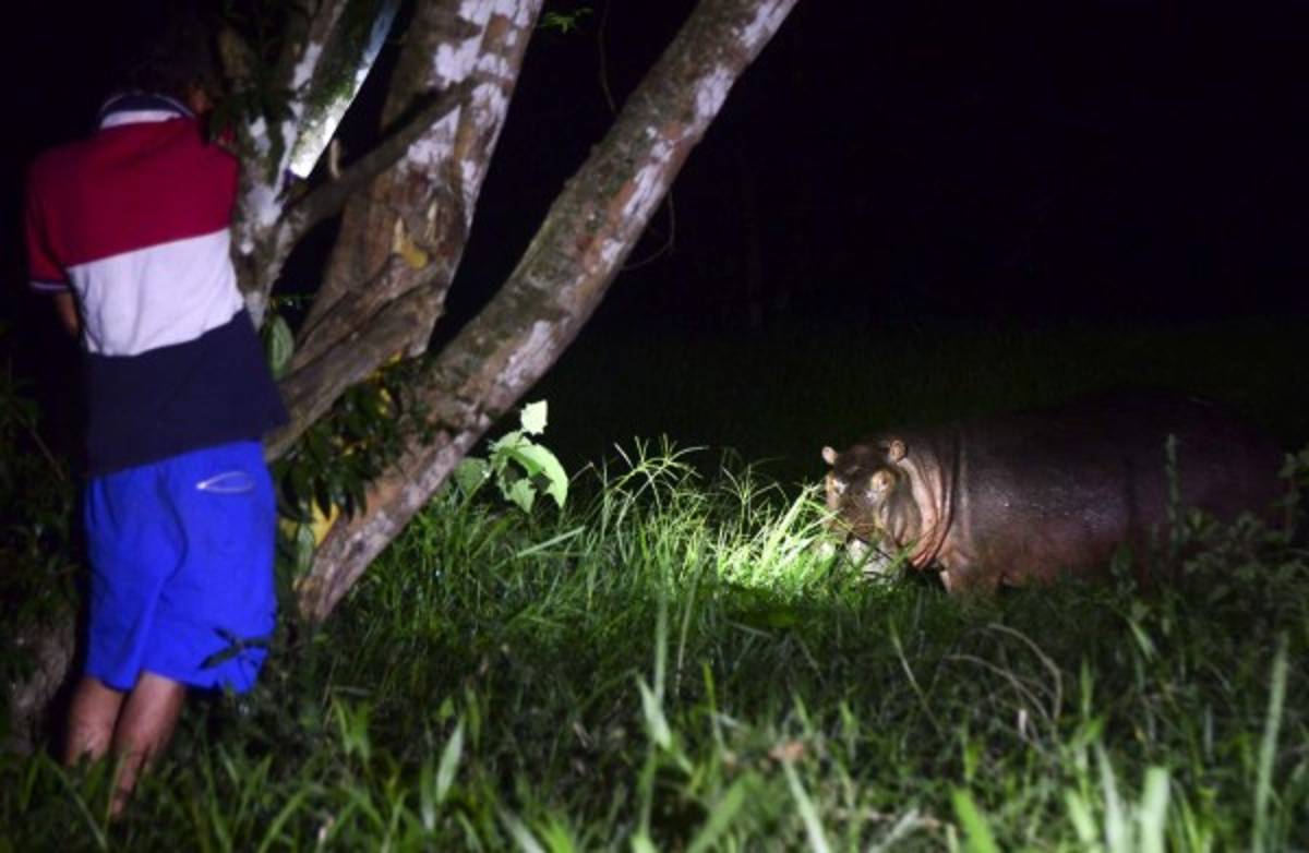 ¿Cómo están los hipopótamos de Pablo Escobar a 20 años de su muerte?