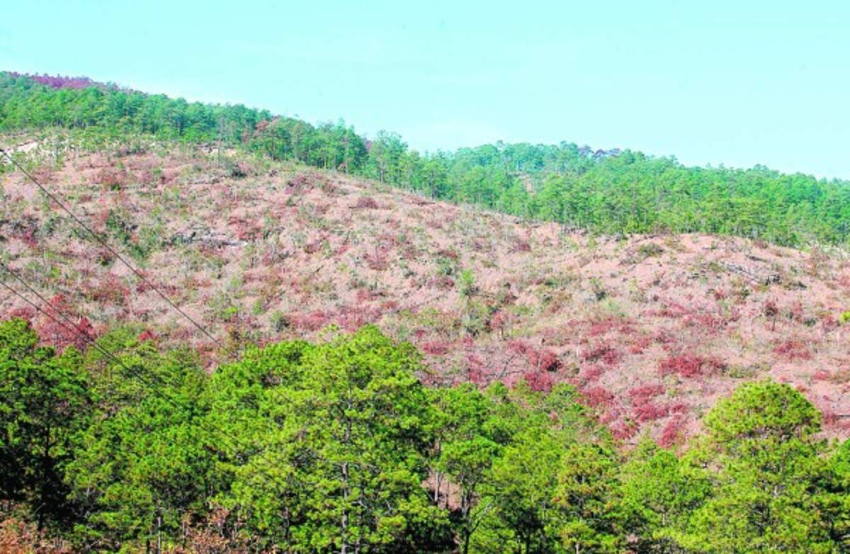 En marcha plan de reforestación contra el gorgojo