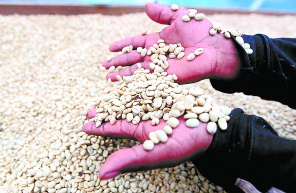 Exportaciones hondureñas registran crecimiento de 18 por ciento