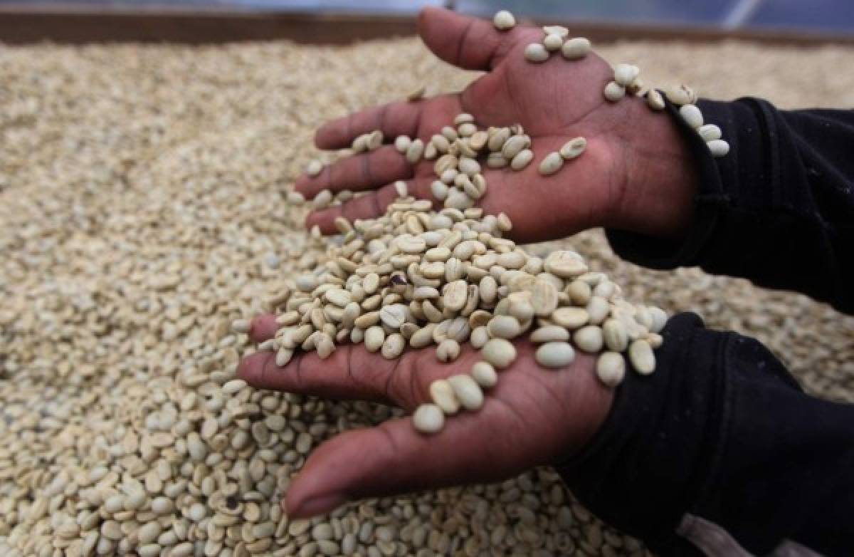 Alemania y Estados Unidos consumen el 45% del café hondureño
