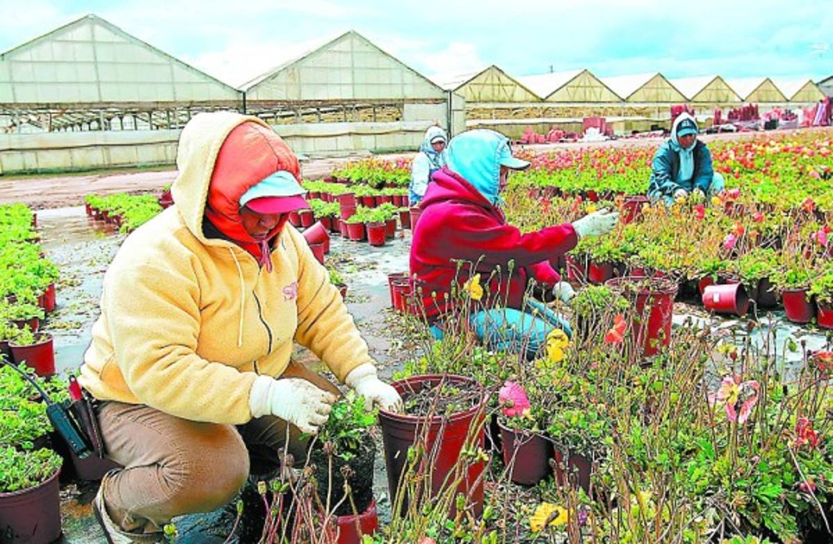 EE UU con ofertas laborales para los hondureños