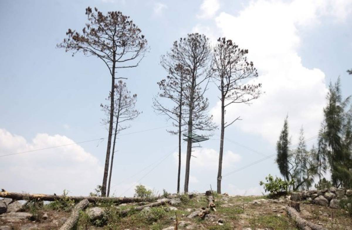 Cerrado canopy de parque El Picacho