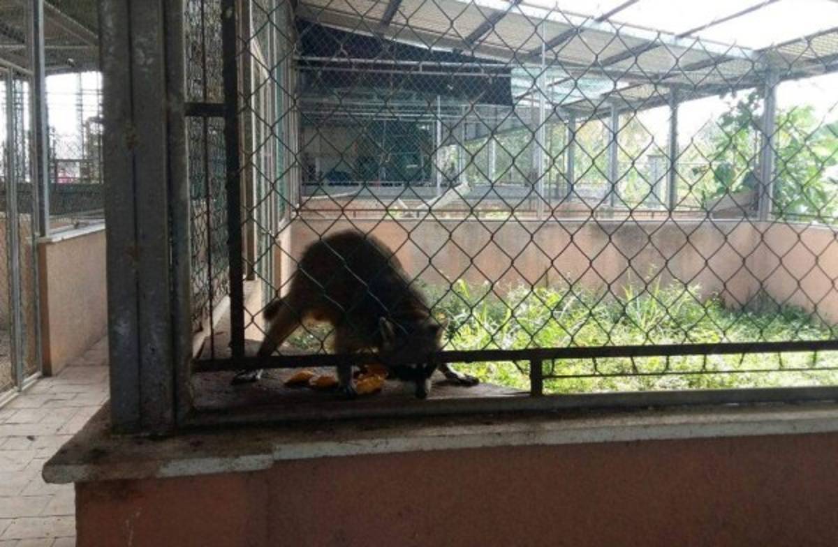 Honduras: Aseguran bienes a socio de banda criminal 'Los Cachiros'