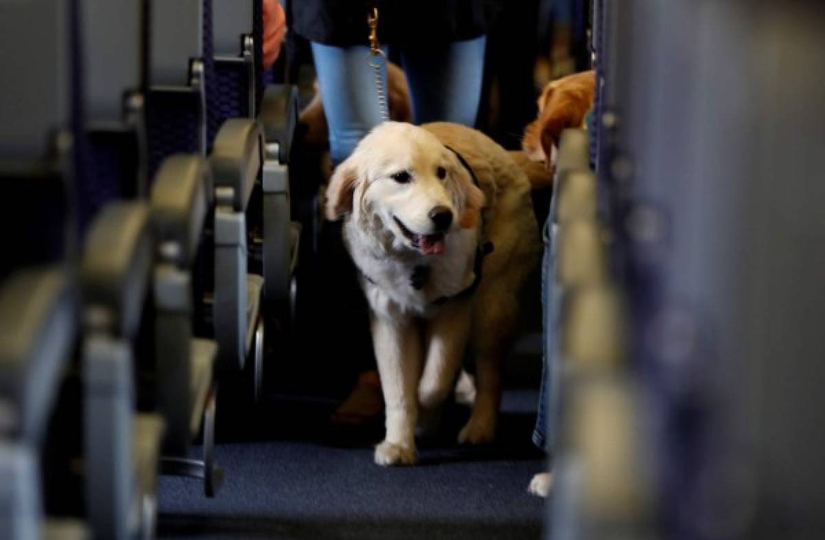 Sólo perros entrenados podrán acompañar a dueños en aviones