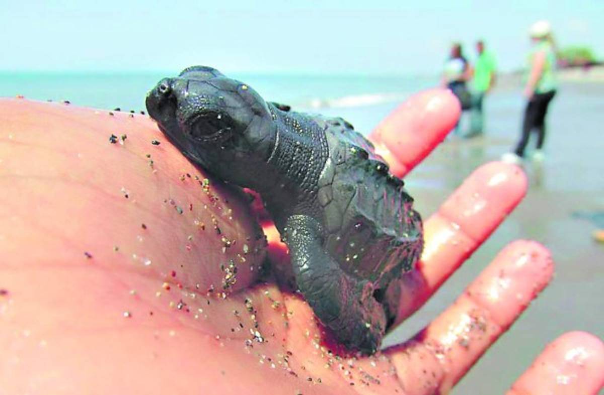 Un mágico recorrido para conocer a la tortuga golfina