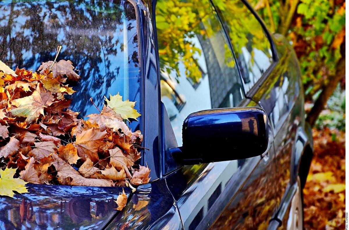 Antes de salir de casa, revisa tu coche y retira toda la suciedad y hojas que hayan caído sobre él.