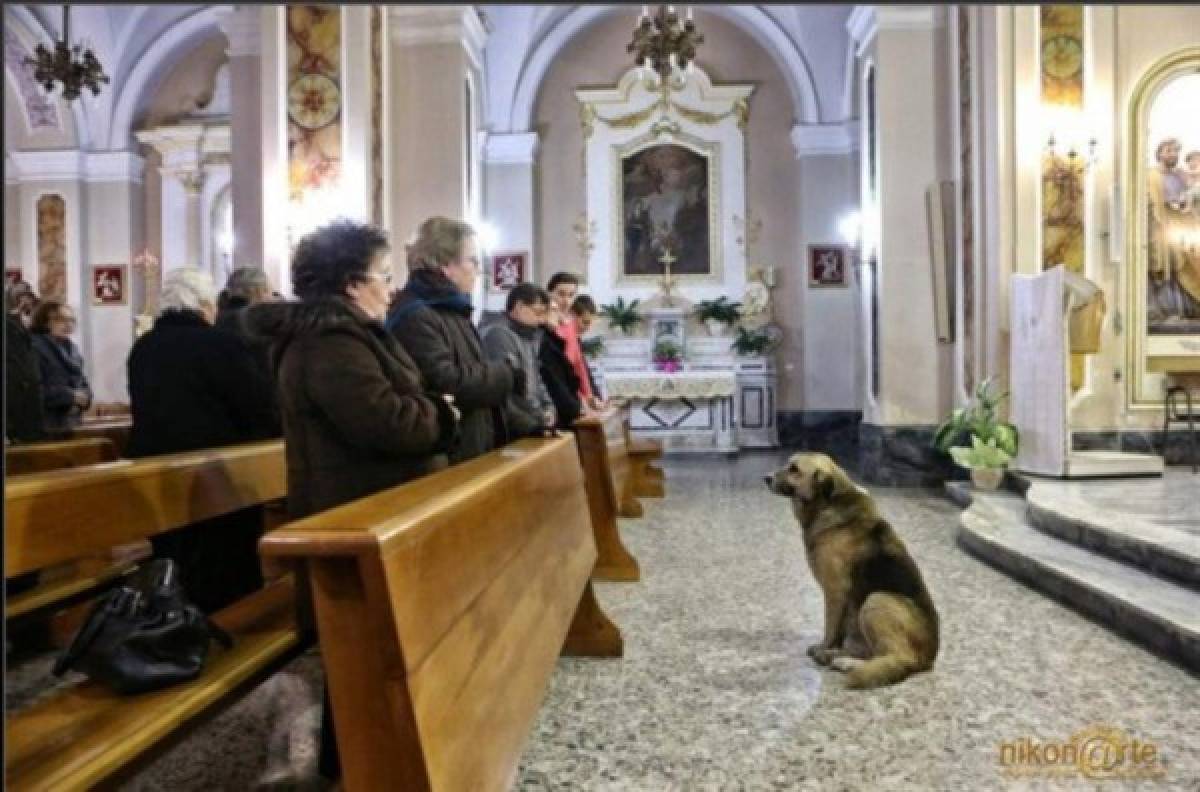 Ciccio, el perro que esperaba en la iglesia a su dueña fallecida