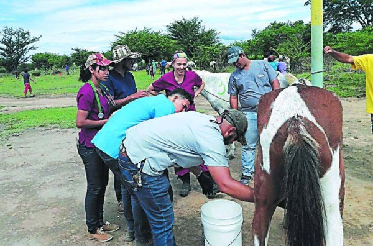 Veterinarios hondureños con vocación a servir a la comunidad