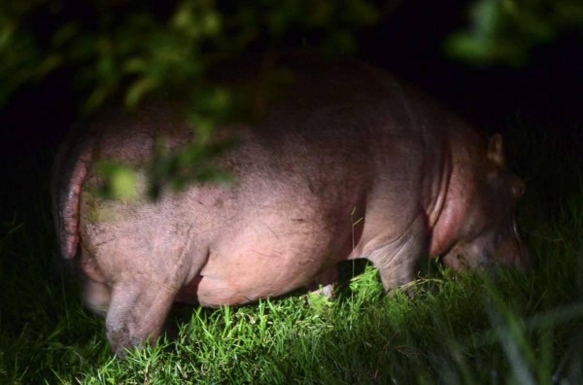 ¿Cómo están los hipopótamos de Pablo Escobar a 20 años de su muerte?