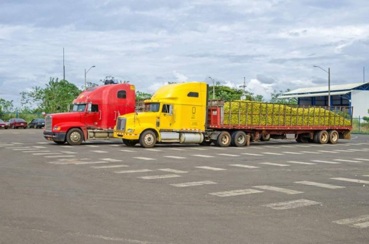 El Salvador es un mercado apetecible para vegetales y hortalizas