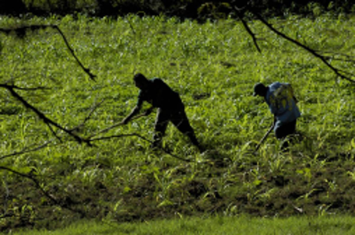 Microsoft lanza sistema Windows 8.1 para móviles, tabletas y PC