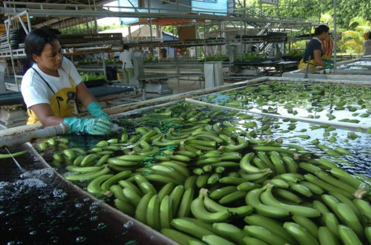 Exportación de banano hondureño cayó 6.14%