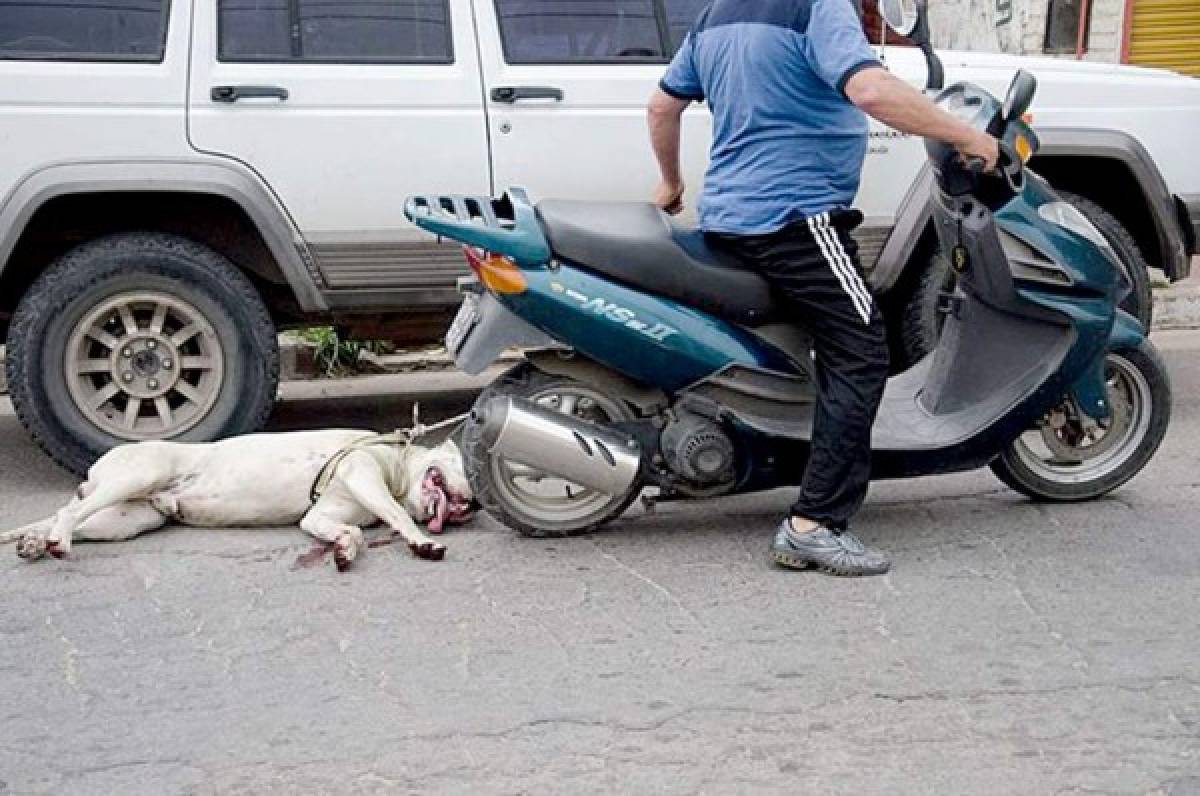 Hombre arrastra a su perro en una motocicleta