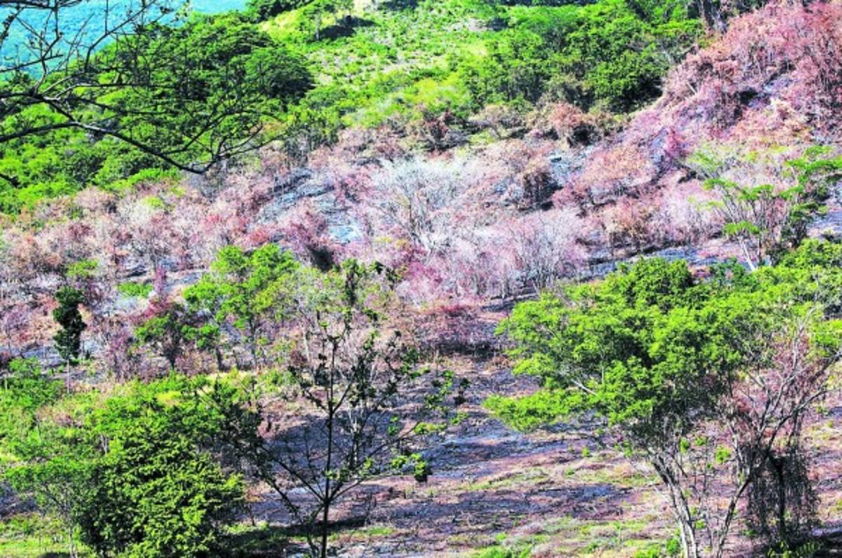 Frutas y bubuchas están comiendo en el corredor seco