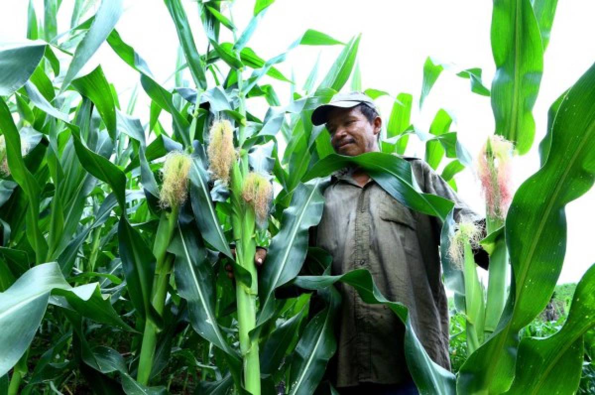 Unos 600 mil quintales de maíz a punto de perderse, según productores