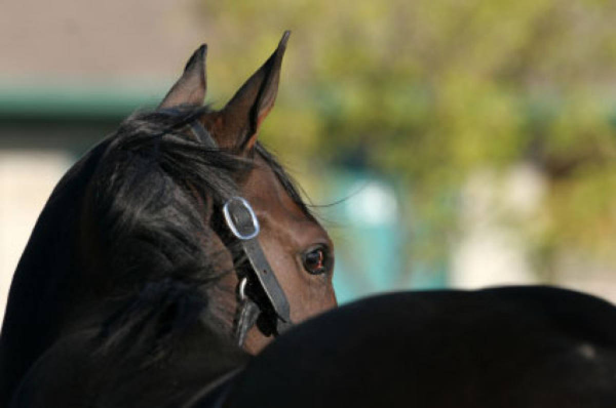 Caballos dopados