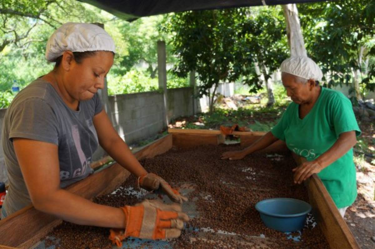 Cacao, manjar de dioses de Honduras para el mundo