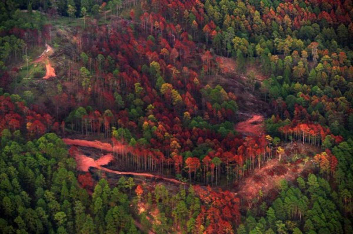 Honduras: Declaran emergencia nacional por el gorgojo