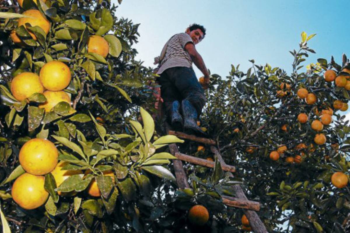 Citricultores hondureños listos para exportar a Europa