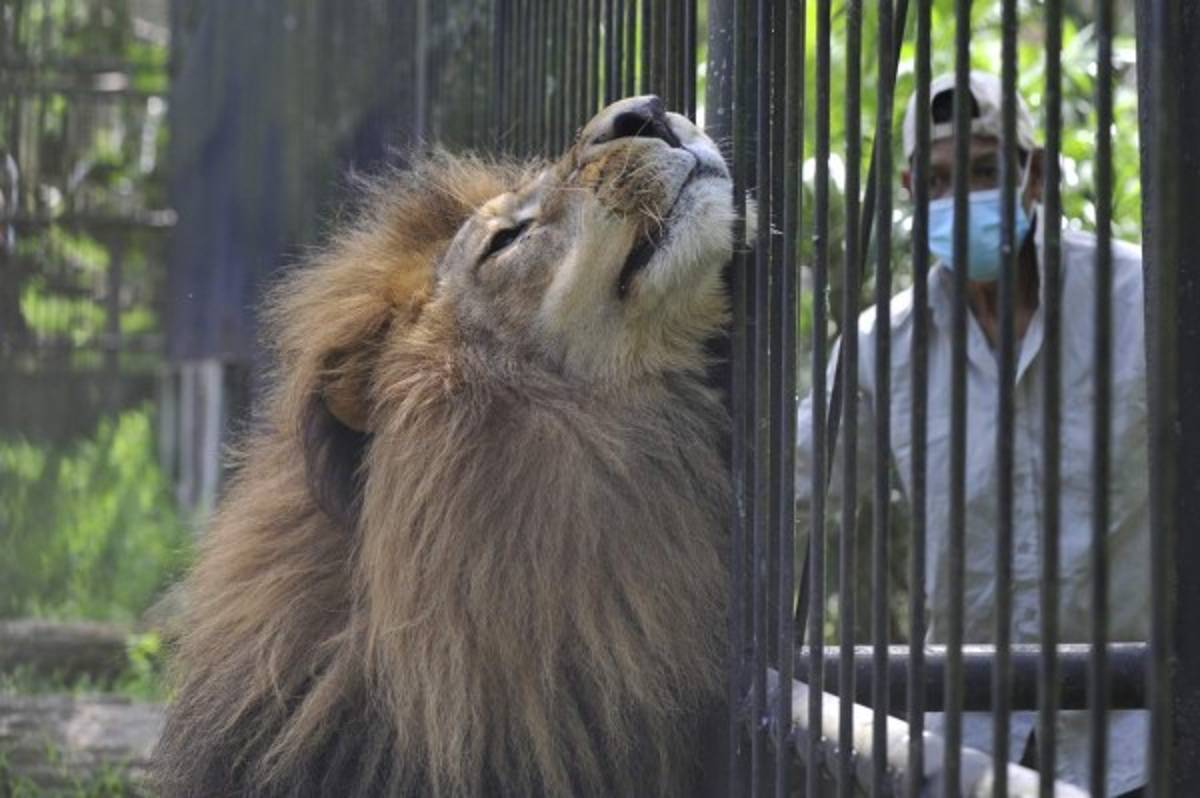 Disminuye estrés de residentes del Rossy Walther