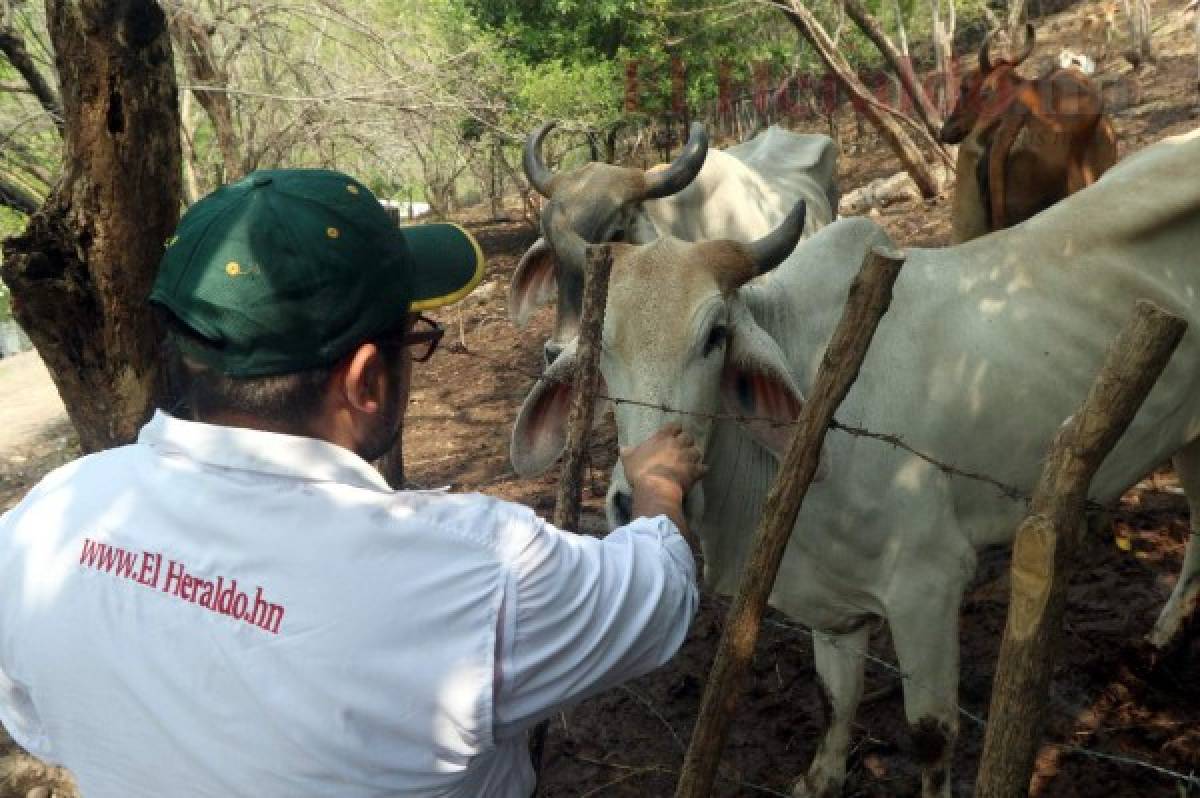 Honduras: Preocupación por escasez de alimentos en el Corredor Seco