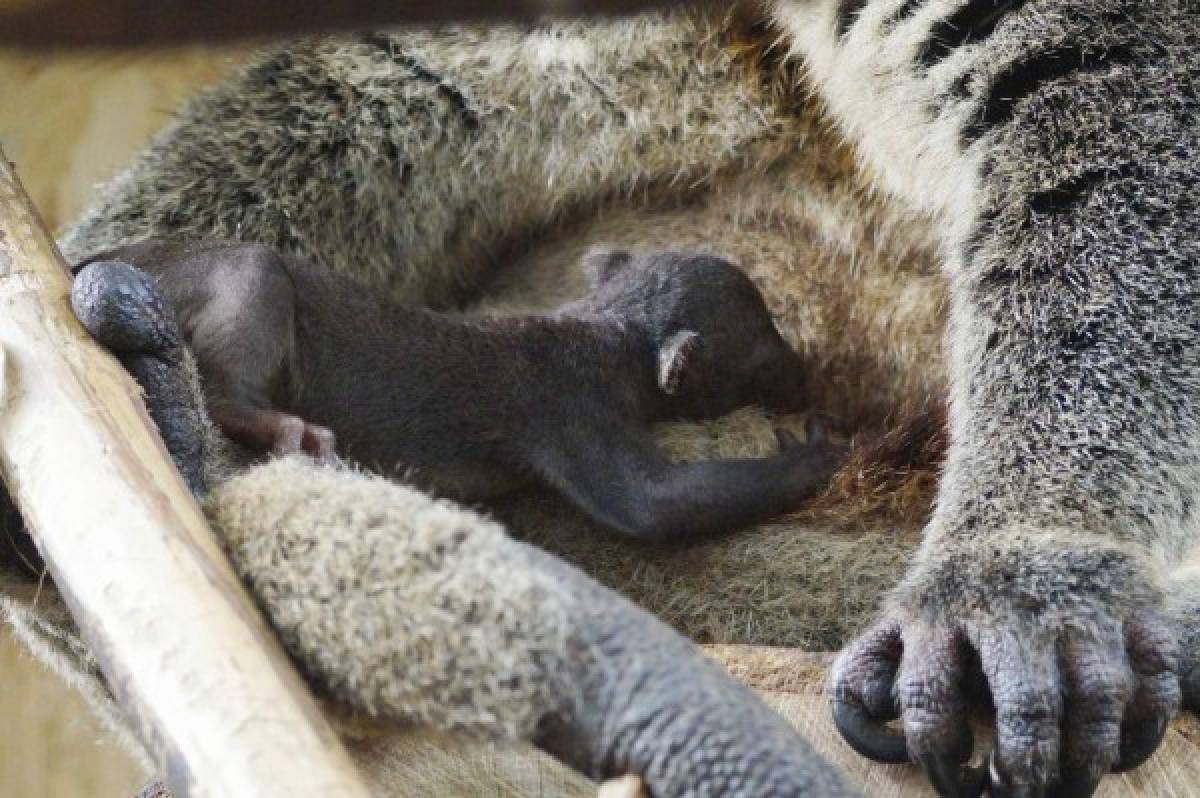 The May 9, 2018 photo taken at the zoo in Wroclaw, Poland, shows a tiny bear cuscus with its mother, very rare marsupial mammals that live on the Indonesian island of Sulawesi. The zoo authorities say the little one is the first bear cuscus ever to be born in captivity.(AP Photo/Monika Gorska)