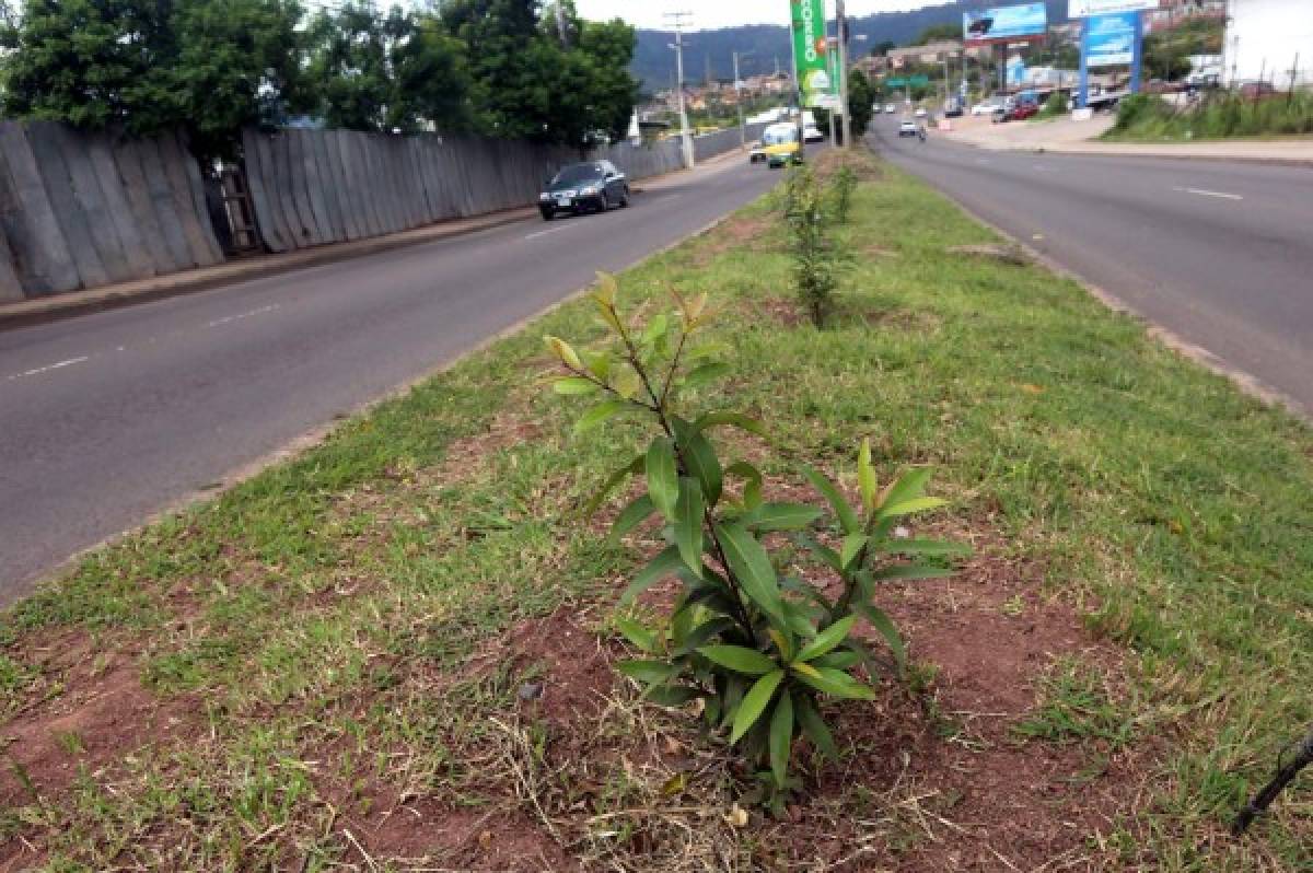 En la capital se necesita reforestar unas 25 mil hectáreas de bosque