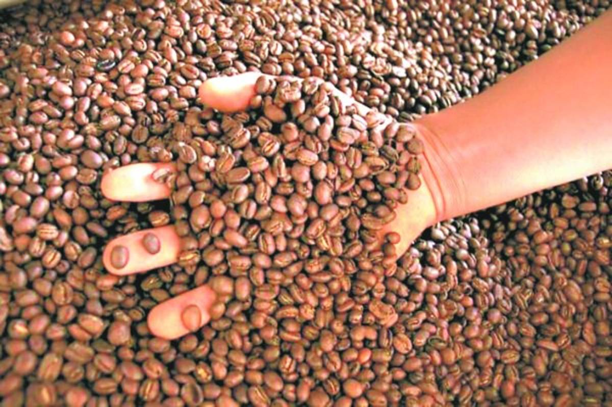 Honduras: Campesinas de Marcala llevan el café lenca a Europa