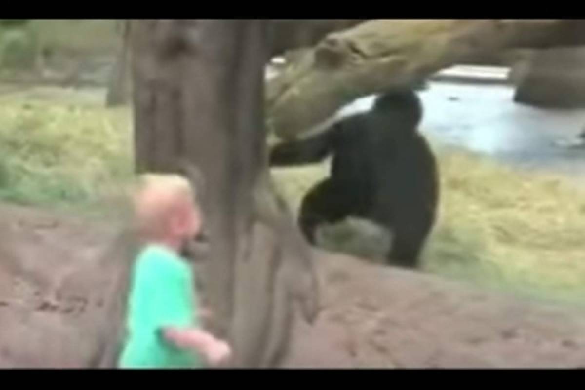 Gorila juega con un niño