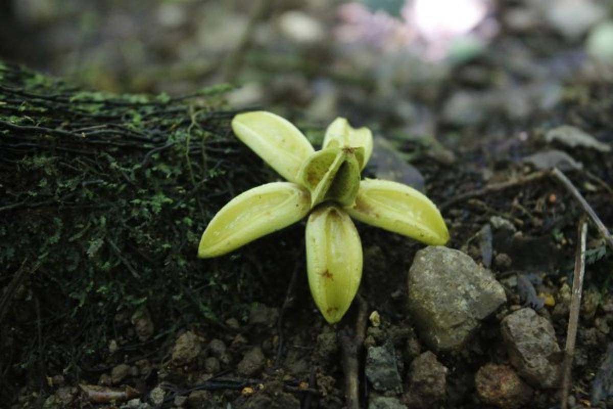 Exuberante belleza natural en La Tigra