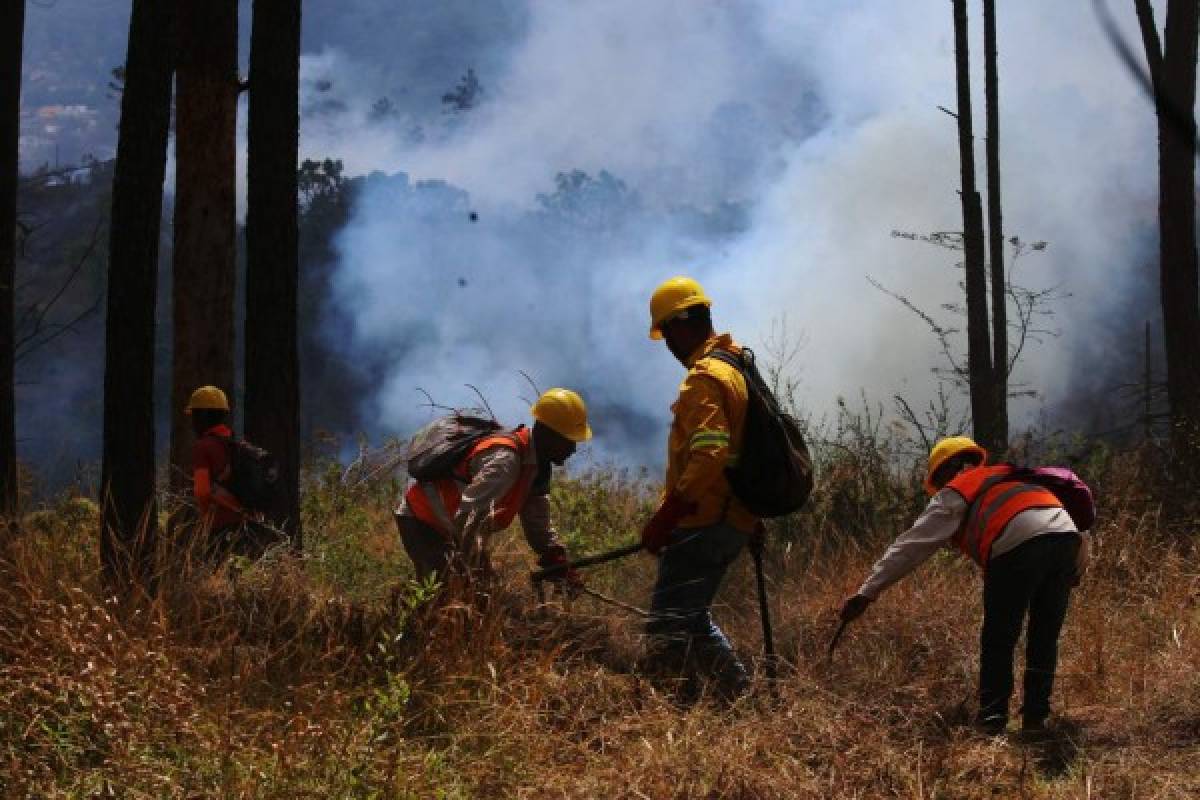 Honduras: Incendio daña 420 hectáreas de bosque en El Hatillo