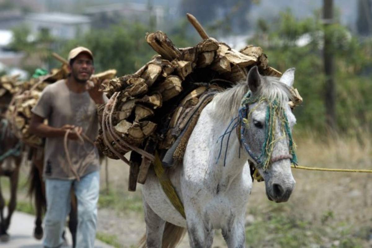 La leña, segundo combustible usado en cocinas capitalinas