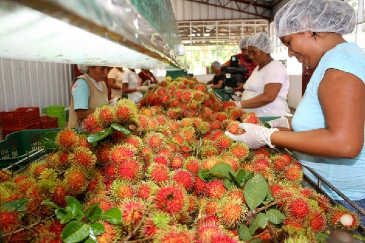 La agricultura frente al cambio climático