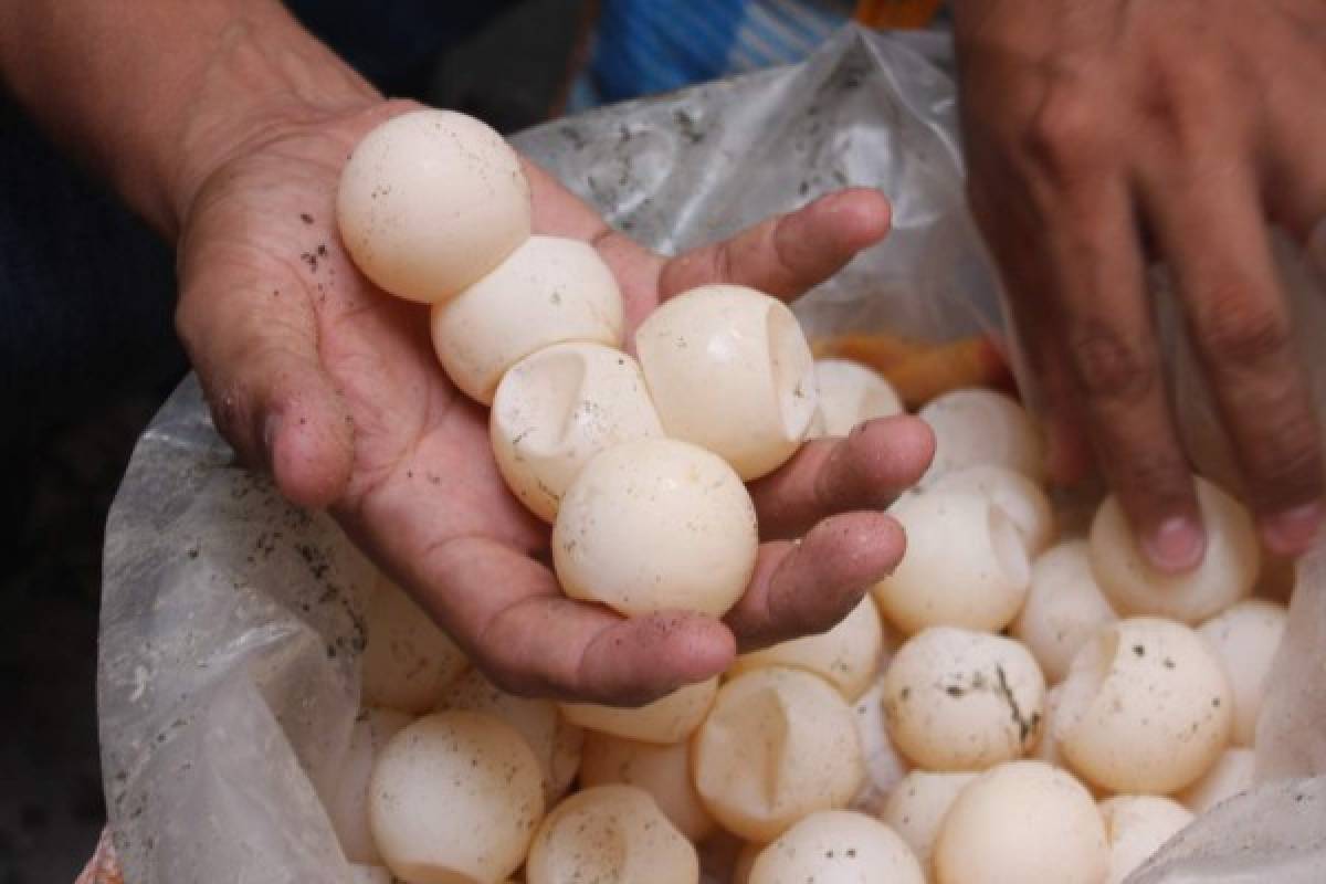 Inicia veda para capturar huevos de tortuga en el sur