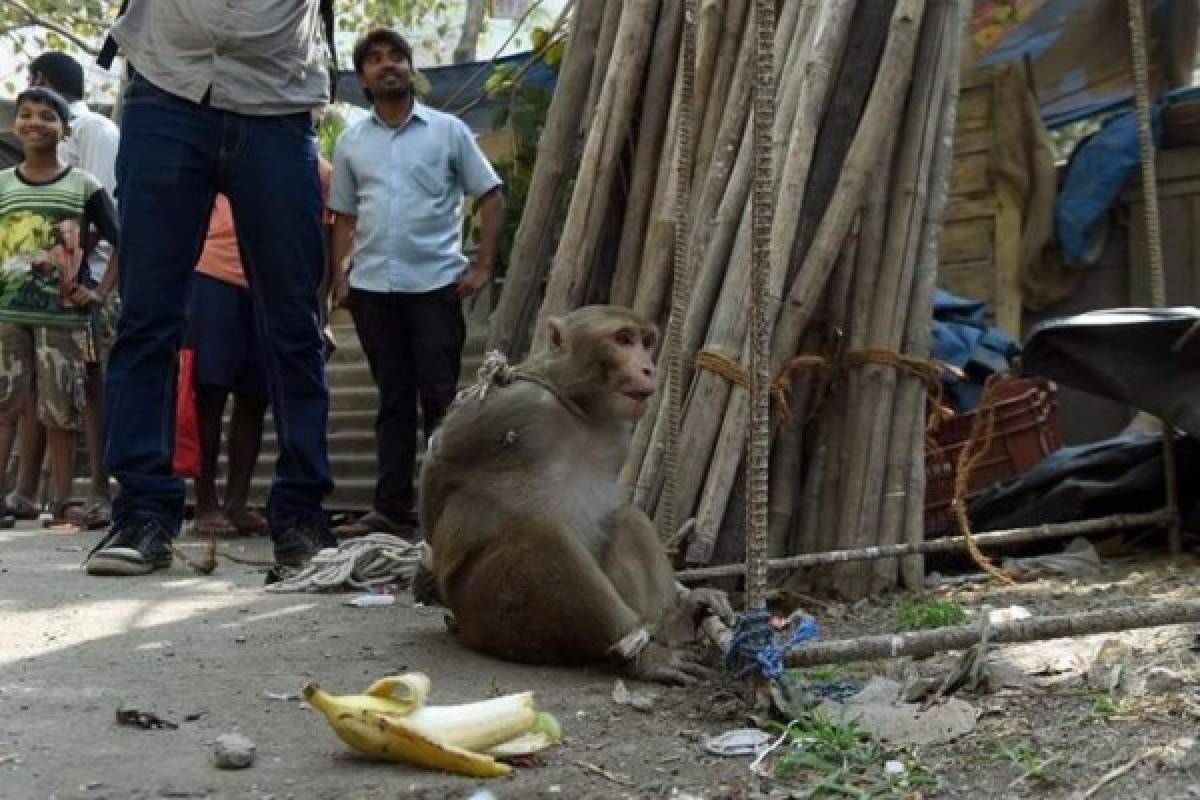 Mono asalta una joyería en la India y se lleva 150 dólares